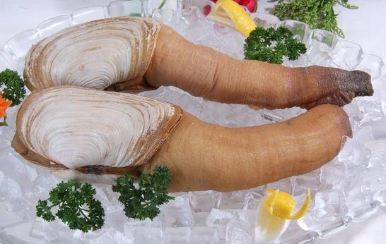 象拔蚌熱銷中國 象拔蚌的營養(yǎng)價值