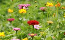 室內適合養什么花草？這些花草不要養在室內