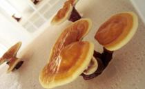 冬季進補食療方：靈芝煲烏龜的做法