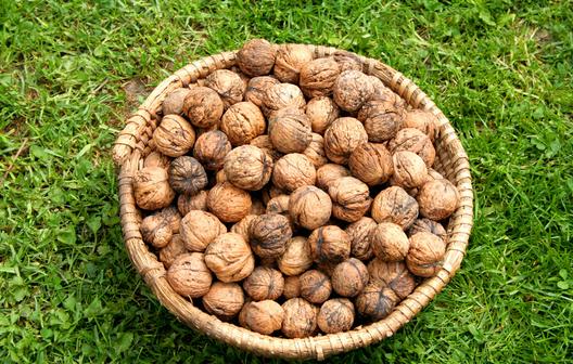 核桃另類的保健方法:手玩核桃