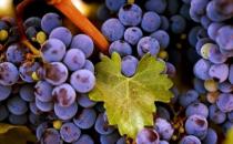 如何抗衰老？紫色食物助你有效抗衰老