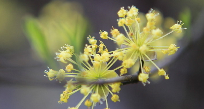 重陽節為什么要佩插茱萸呢?