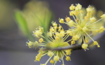 重陽節(jié)為什么要佩插茱萸呢？