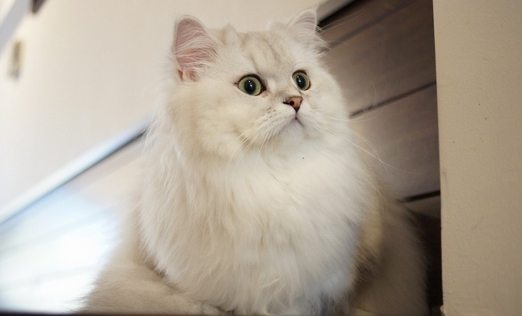 如何喂養(yǎng)波斯貓才科學(xué)