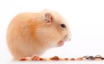 新手飼養倉鼠需要注意哪些地方