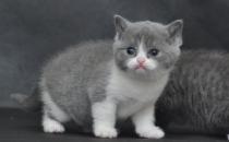 怎么訓練可愛貓咪學握手