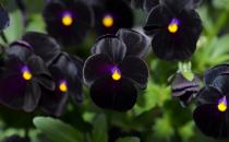 花色萬紫千紅 為何黑色植物稀有少見