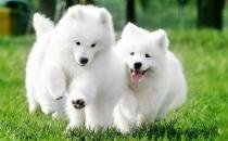 薩摩耶正常情況下多長時間洗一次澡好?