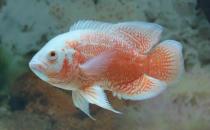 如何挑選好的地圖魚 有什么方法技巧？