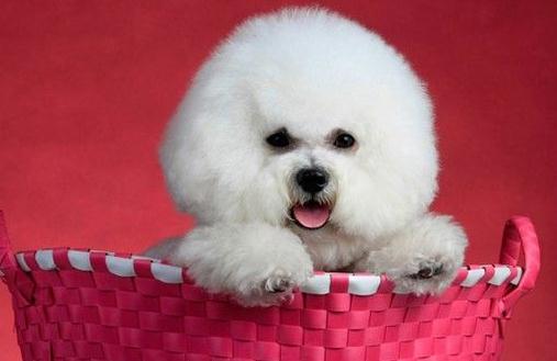 萌寵愛玩具 比熊犬喜歡玩什么玩具