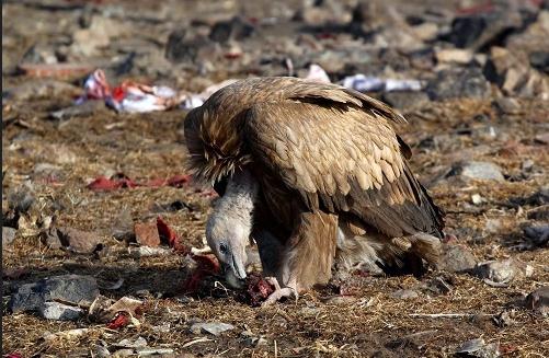 天葬:藏族人對死者最高的禮遇