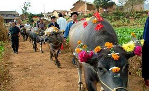 你聽說過牛魂節(jié)嗎?