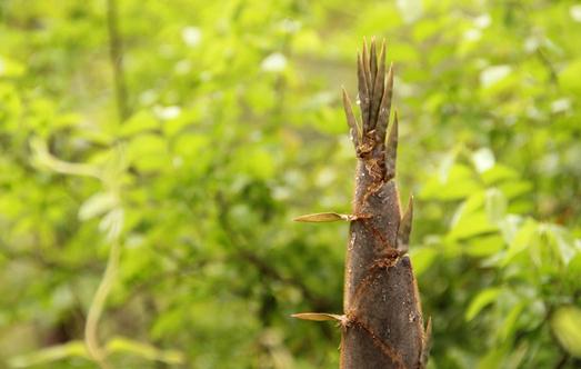 春筍有什么營(yíng)養(yǎng)價(jià)值?吃春筍需要注意什么?