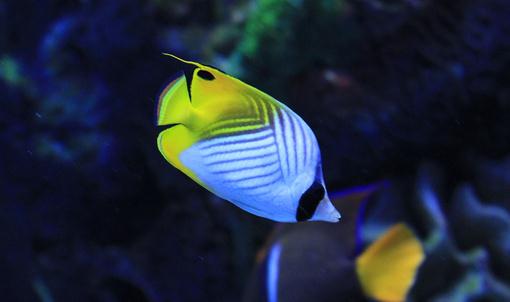 主人如何處理魚(yú)兒拒食問(wèn)題