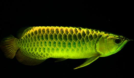 冬季將至 龍魚(yú)在飼育及疾病預(yù)防需注意什么