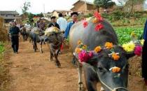 你聽說過牛魂節嗎？