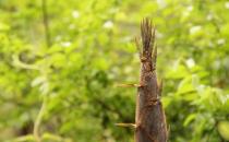 春筍有什么營(yíng)養(yǎng)價(jià)值？吃春筍需要注意什么？