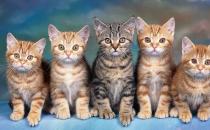 新生小貓需關注這四大殺手