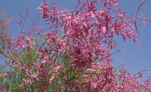 多枝檉柳有什么功效與用途