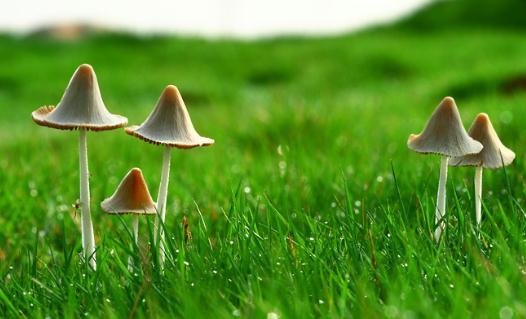 吃蘑菇有什么好處?可提高免疫力
