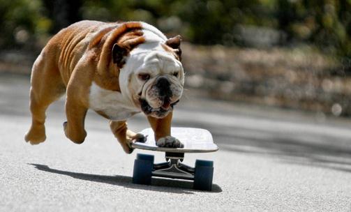 斗牛犬牙齒應該如何護理?