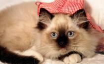 飼養貓咪需要注意正確習性的培養