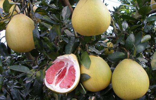 吃柚子會上火嗎?吃柚子需要注意什么?