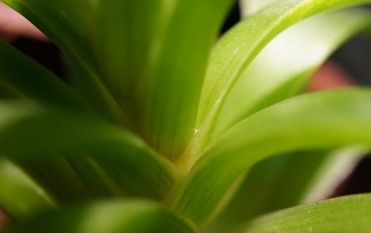 如何解暑？蘆薈西瓜冰沙幫你解暑