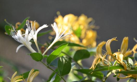 喝金銀花露有什么功效?喝金銀花露的禁忌