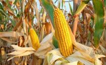 玉米怎么挑選？老玉米適合減肥