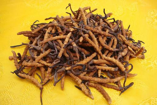 冬蟲夏草有什么功效?怎么吃效果最好?