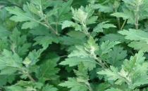 艾葉除了好吃還能祛黑眼圈，你知道嗎？