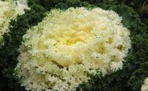 甘藍的營養好比高麗參