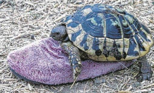 烏龜中的奇葩:雄龜和拖鞋相戀30年