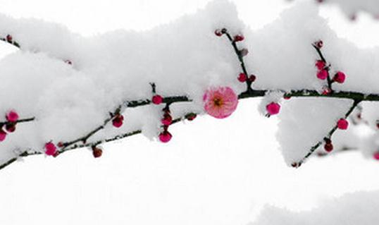 已經立冬了,祝你冬天快樂