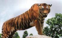 ?屬虎的人的婚姻與命運