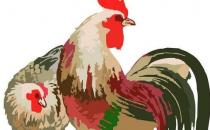 ?屬雞人的2016年運程