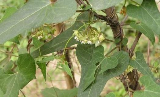 吃什么能夠補(bǔ)血防掉發(fā)?
