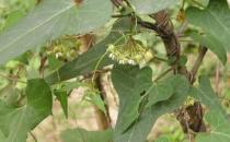 吃什么能夠補血防掉發(fā)？