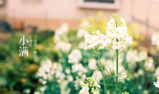 收獲的前奏——二十四節(jié)氣之小滿