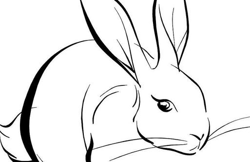 屬兔的人最喜歡念叨的事情是什么