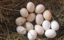 土雞蛋和洋雞蛋營養價值大PK