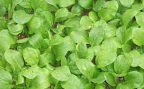 綠葉蔬菜營養豐富 正確烹飪才能留住營養