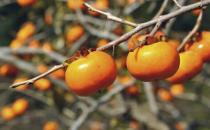 根據職業吃水果 這樣吃水果才營養