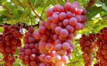 8種平民養顏食品 讓女人水嫩年輕