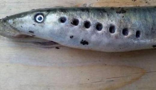 僵尸魚現(xiàn)英國河道，學(xué)名七鰓鰻