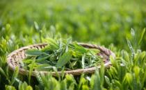 長期飲用綠茶易患腳氣 了解綠茶的四個副作用