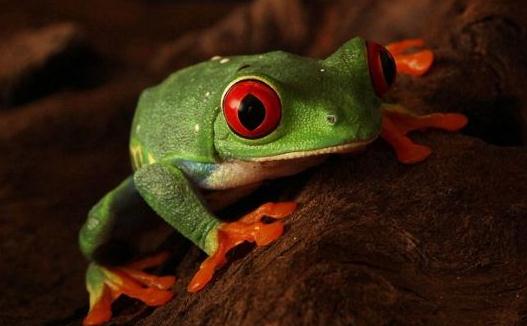 世界10大最致命生物,你認識嗎?