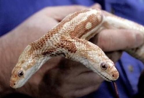 雙頭蛇驚現南京,經常自己互相廝咬