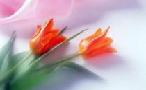 鮮花保鮮的方法-鮮花保鮮的產品